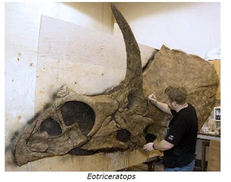 Eotriceratops From the Cretaceous in Alberta © 2008 Royal Tyrrell Museum http://www.paleoportal ...