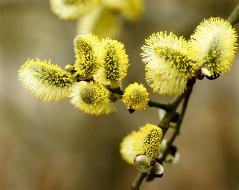 Willow flowers | Flowers, Flower beauty, Plants