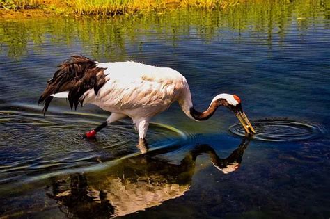 Fun Red-crowned Crane Facts For Kids | Kidadl