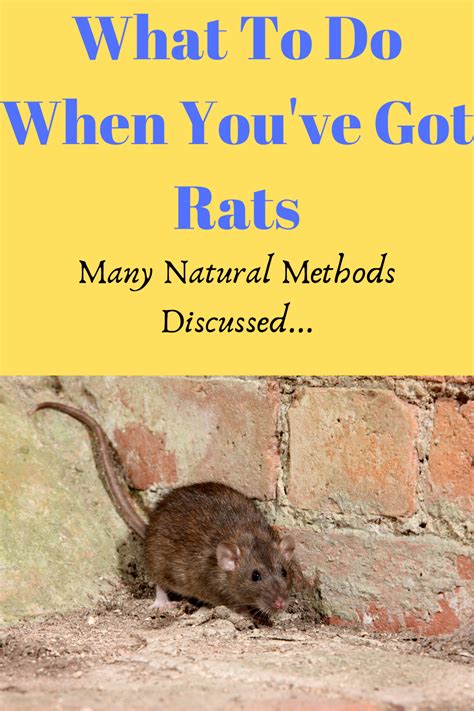 If you're battling a rat infestation, we know that struggle! Read on to ...