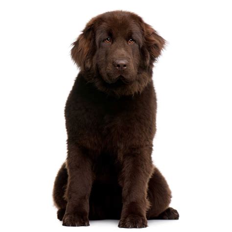 Newfoundland Dog Breed » Information, Pictures, & More