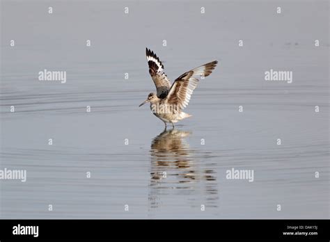 Willet in breeding plumage with wings outstretched Stock Photo - Alamy