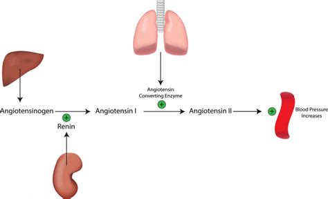 Can You Switch Between Losartan And Lisinopril?