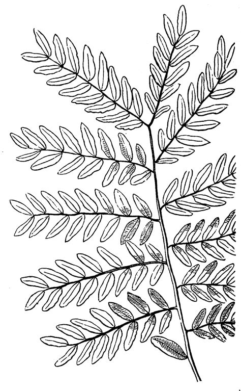 Compound Leaf | ClipArt ETC