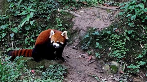 Red Panda Forest Park | Explore.org