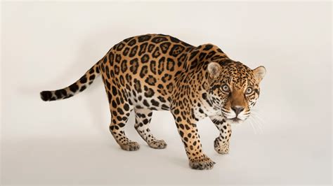 Jaguar Habitat