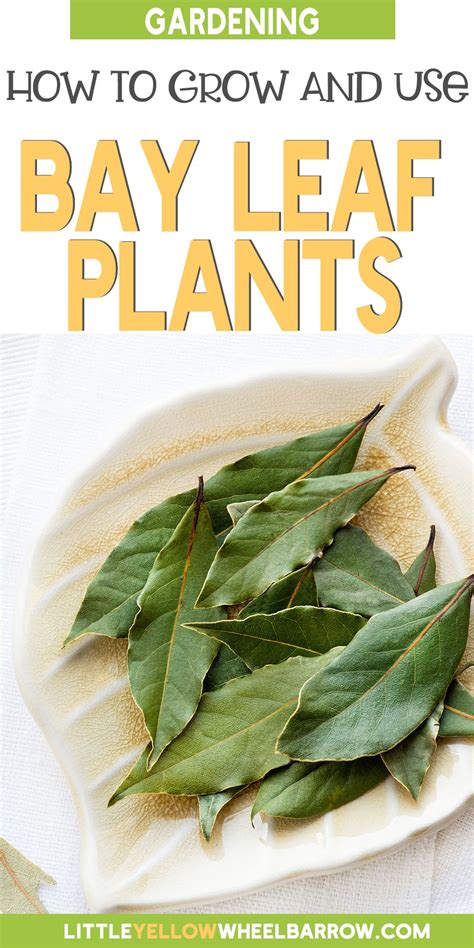 Bay Leaf Plant: How To Grow, Harvest & Use Them