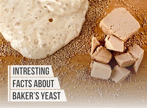 Interesting Facts About Baker's Yeast | The Fresh Loaf