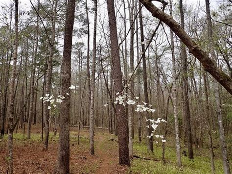 Tuskegee National Forest - 2021 All You Need to Know BEFORE You Go ...