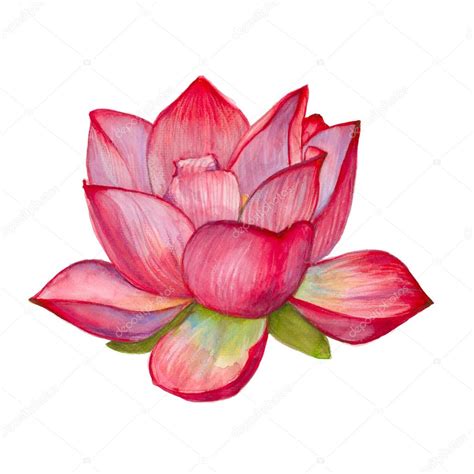 Pink lotus flower. isolated. watercolor illustration. — Stock Photo ...