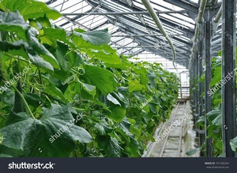 Greenhouse Cucumbers Stock Photo 101236204 : Shutterstock