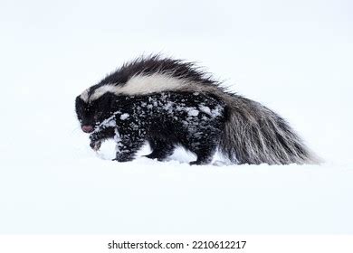 Hog Nosed Skunk Photos and Images | Shutterstock