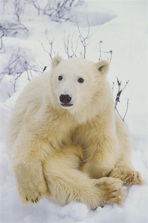 Polar Bear Cub Sitting by John Pitcher