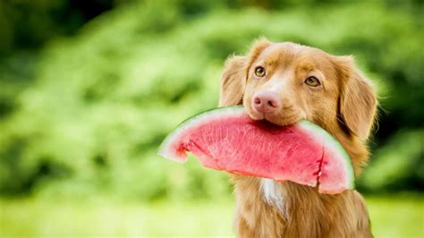 What Fruits and Vegetables Can Dogs Eat? A Complete Guide