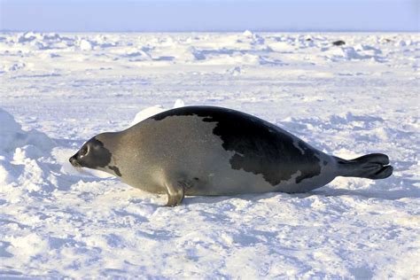 Harp Seal Facts (Pagophilus groenlandicus)