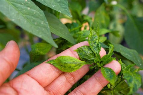 12 Common Pepper Plant Diseases And Pepper Problems