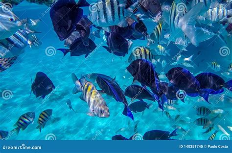 Snorkeling in the Cayman Islands Stock Image - Image of caribbean ...