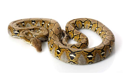 Reticulated python - A-Z Animals