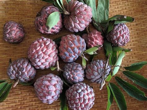 Uses and Health Benefits of Sweetsop or Sugar Apple Fruit Trees | HubPages