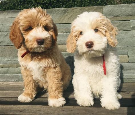 Best 25+ Hypoallergenic dog breed ideas on Pinterest | Small ...