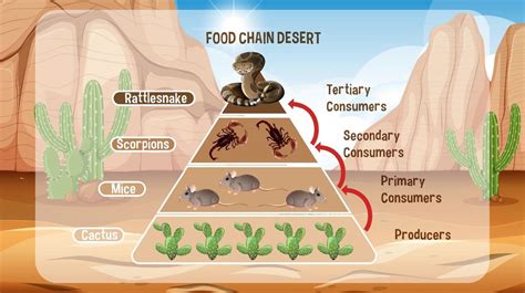 Gobi Desert Food Chain