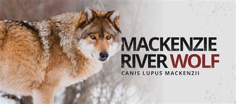 Mackenzie River Wolf | Wolf Stuff