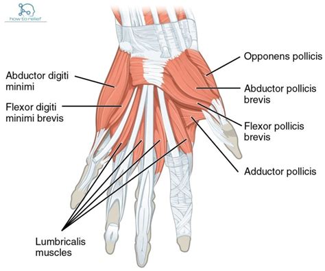 Opponens Pollicis : Origin, Insertion, Action & Nerve Supply » How To ...