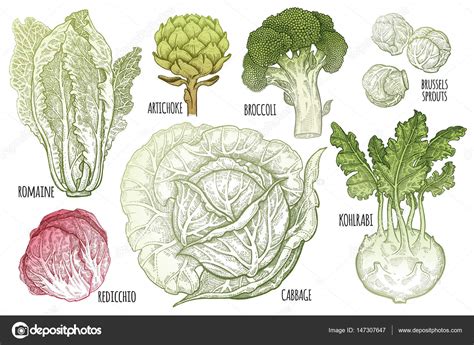 Types Of Chinese Cabbage Plants - bmp-urban