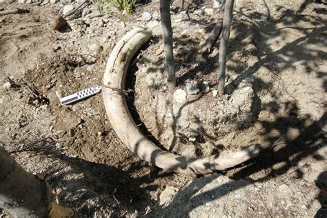 Woolly Mammoth tusk found in Denali National Park (Source: Alaska National Park Facebook ...