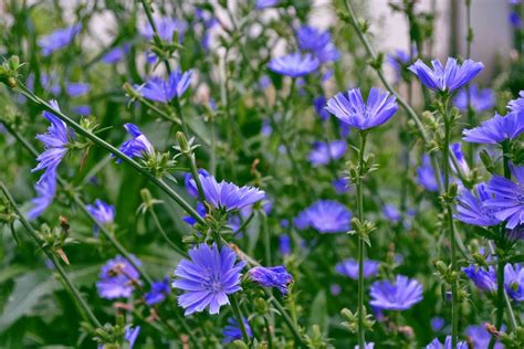 12 Types of Wildflowers for Summer Gardens