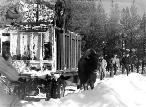 Jackson Hole Wildlife Park - Jackson Hole Historical Society & Museum