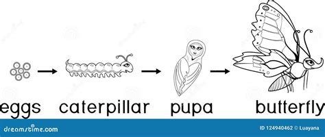 Caterpillar Life Cycle Coloring Pages