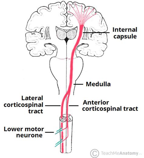 Descending Pathways - Pyramidal Tracts - Extrapyramidal Tracts ...