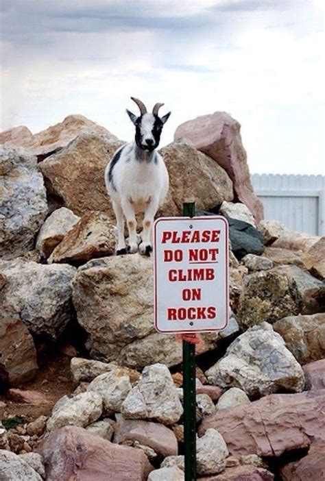 32 Photos That Prove Goats Are the World’s Best Climbers | Goats funny, Goat picture, Funny animals