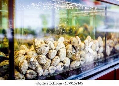 Live Clams Aquarium Tank Traditional Seafood Stock Photo 1399159145 | Shutterstock