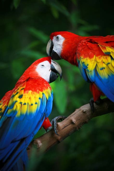Extremely Fascinating Scarlet Macaw Facts You Ought to Know - Bird Eden