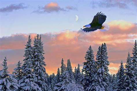 Large congregations of eagles are gathering in B.C.'s Fraser Valley ...