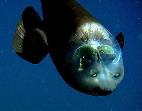 Meet The Barreleye, The Fish With A See-Through Head