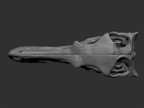 3D Printed Full size Velociraptor skull by Inhuman_Species | Pinshape