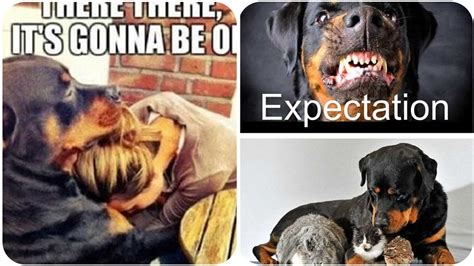 Hilarious Doggos Puppies Memes Anatomy Of A Rottweiler Dog Owner Rottie ...