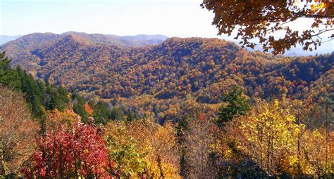 Which of these is the state tree of North Carolina?