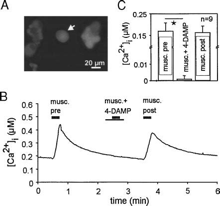 Muscarine-induced calcium responses were significantly blocked by the... | Download Scientific ...