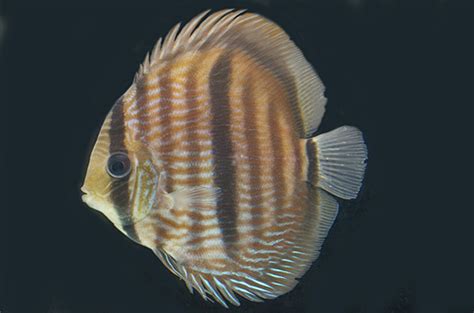 RED HECKEL DISCUS large - Bluegrassaquatics.com