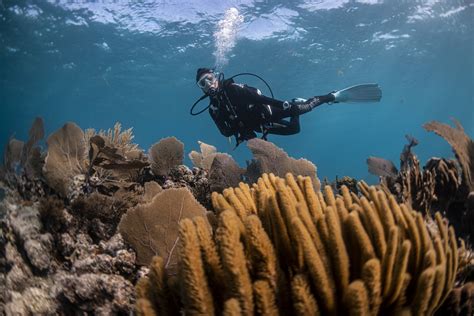 Marine Ecology Courses - Aqua Dive Oman