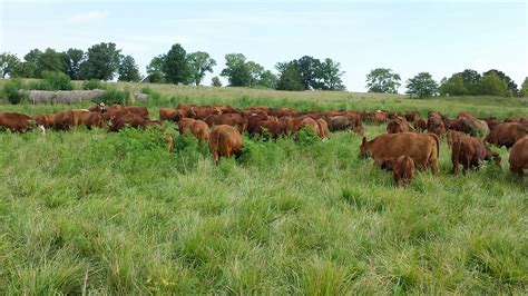 Pasture, Rangeland, and Adaptive Grazing – ATTRA – Sustainable Agriculture