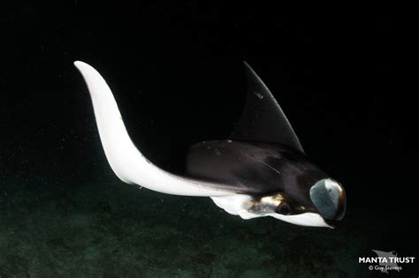 Munk's Pygmy Devil Ray (Mobula munkiana) Species Guide — Manta Trust