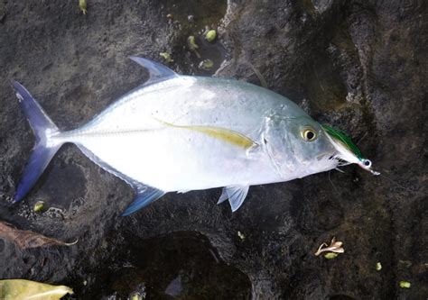 papio flies Archives - Hawaii Nearshore Fishing