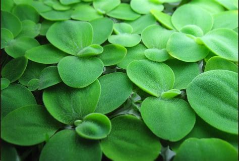 Pet Supplies Pistia stratiotes Dwarf Water Lettuce Live Aquarium Plant ...