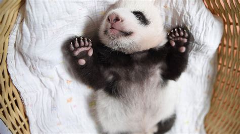 Panda Babies Sleeping In Baskets Make Their First Public Appearance At Chinese Panda Breeding ...