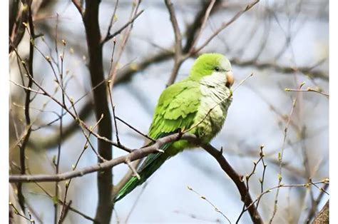 Study is the first to document dialect differences in a parrot across its European range